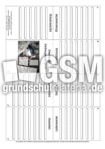 Faltbuch-Gelbaugenpinguin.pdf